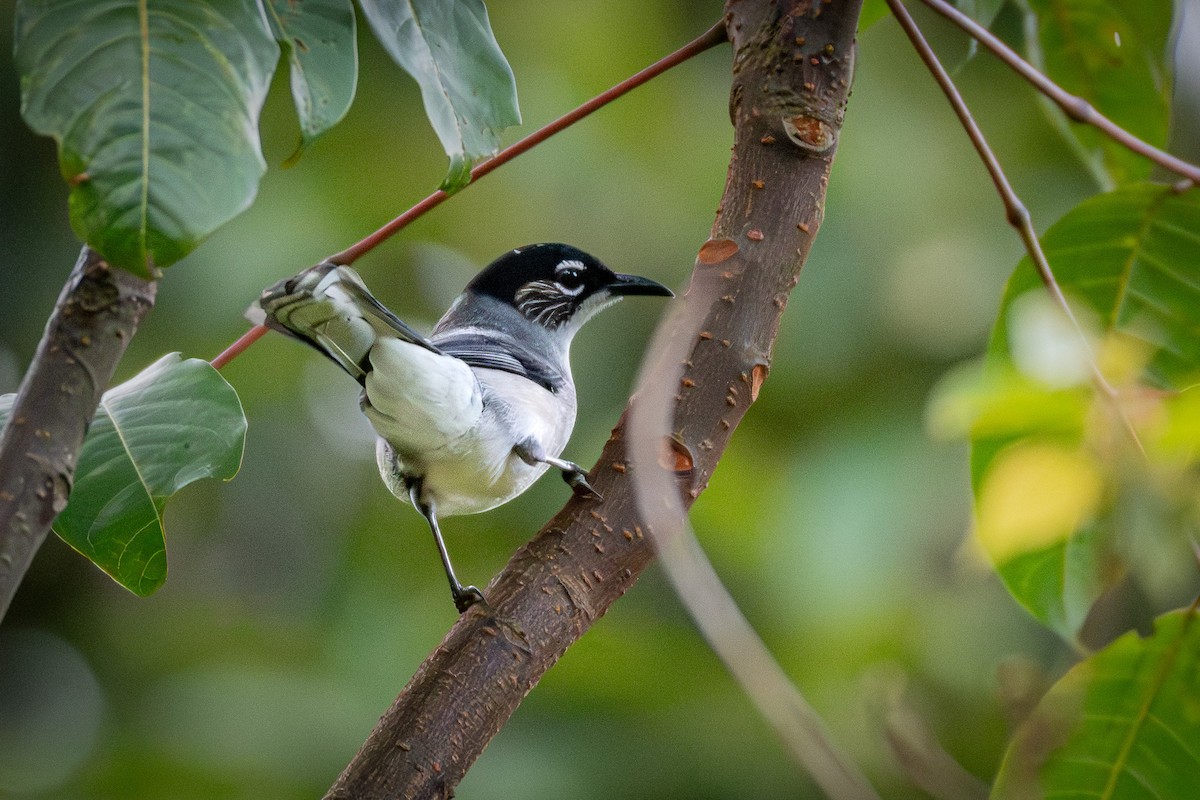 Black-headed Sibia (Lang Bian) - ML637851462