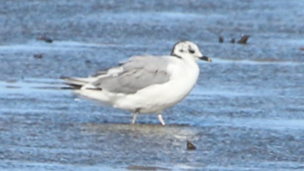 Sabine's Gull - ML637851474