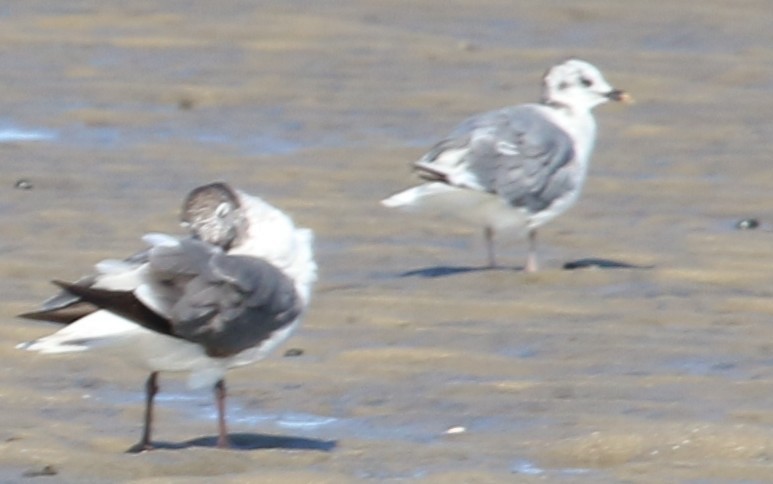 Sabine's Gull - ML637851475