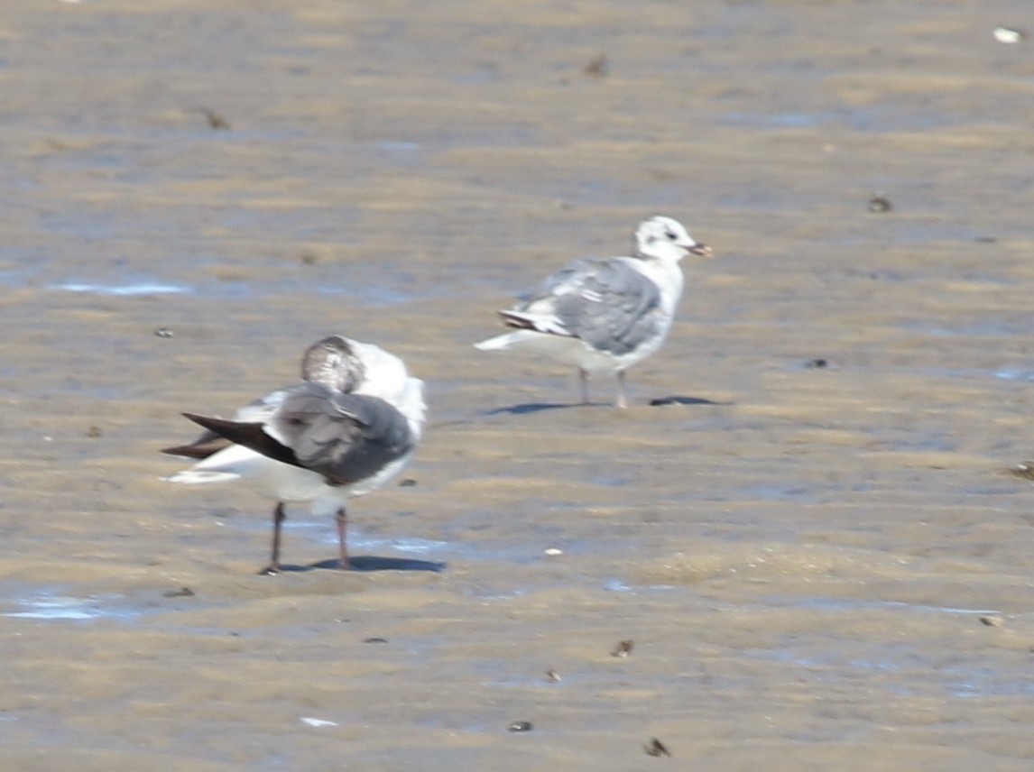Sabine's Gull - ML637851476