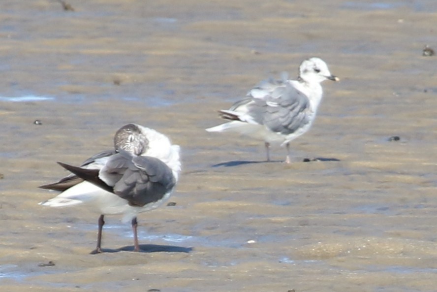 Sabine's Gull - ML637851477