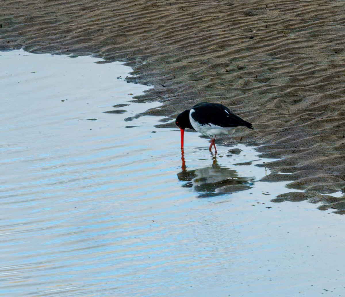 South Island Oystercatcher - ML637851501