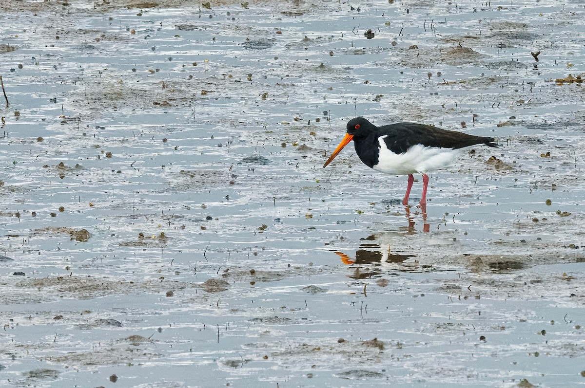 South Island Oystercatcher - ML637851502