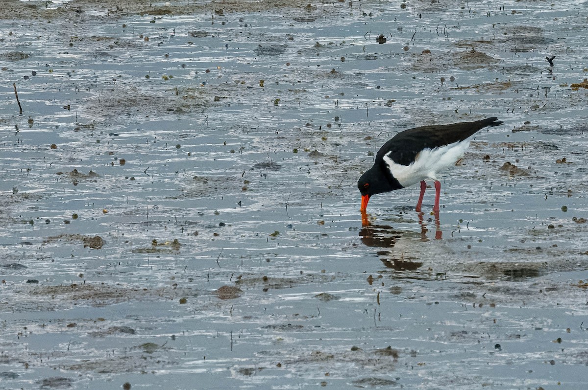 South Island Oystercatcher - ML637851504