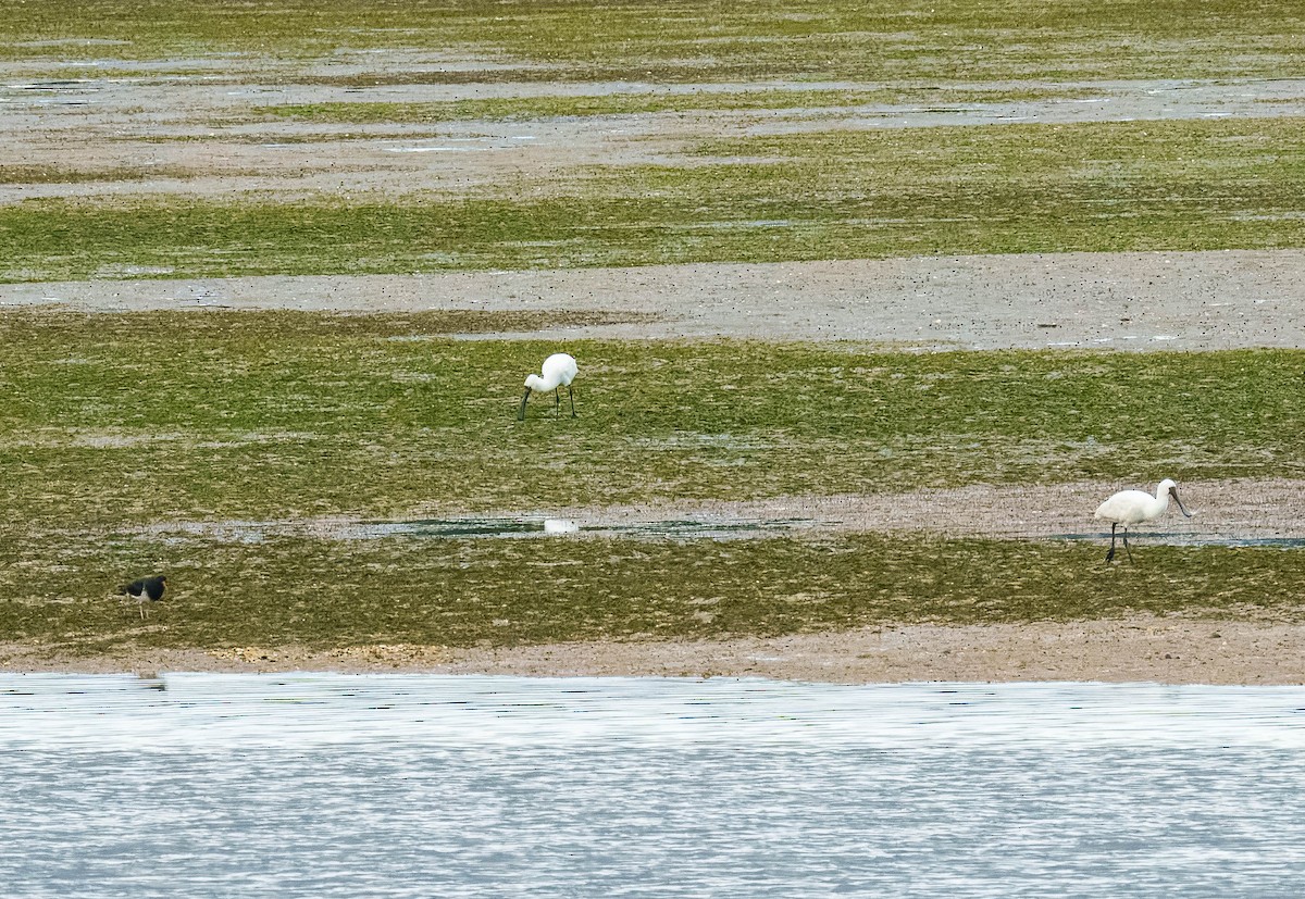 South Island Oystercatcher - ML637851505
