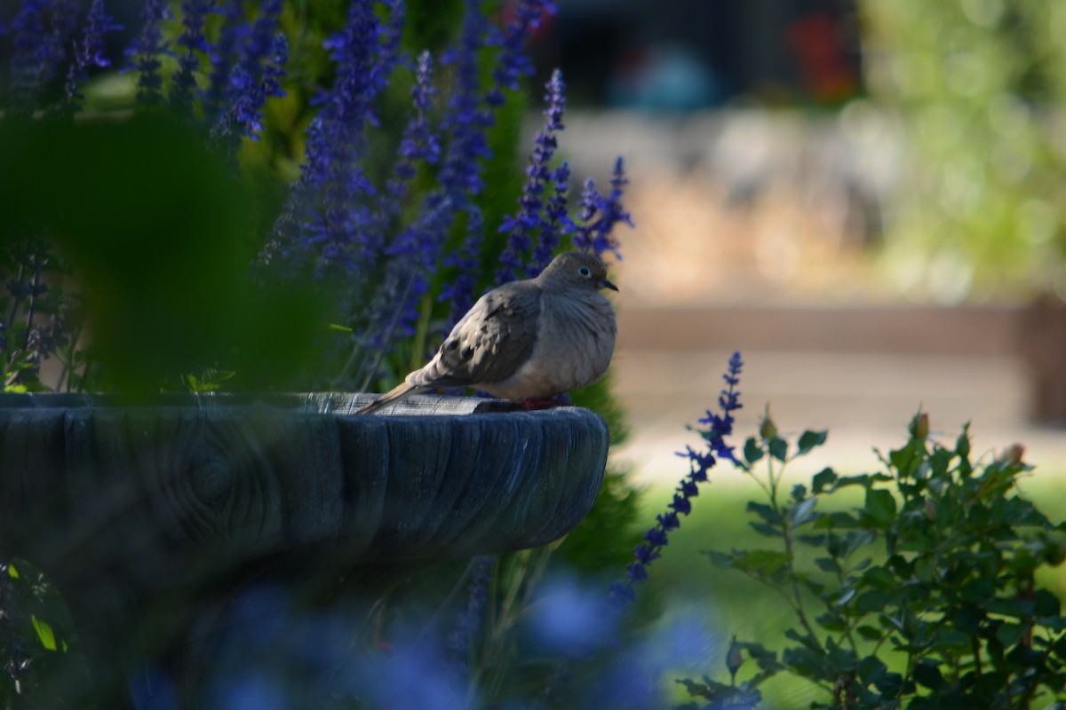 Mourning Dove - ML637851513