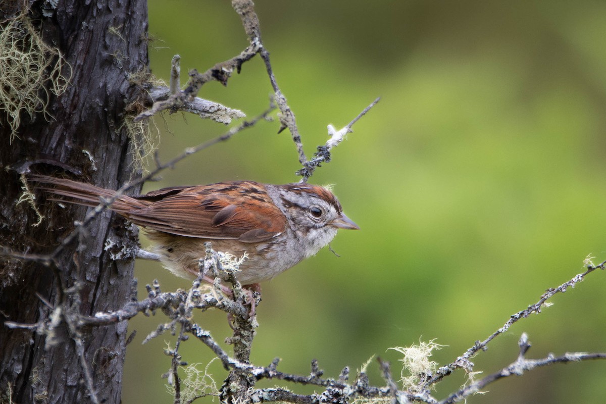 Swamp Sparrow - ML637851712