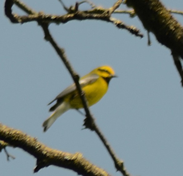 Lawrence's Warbler (hybrid) - ML637851725