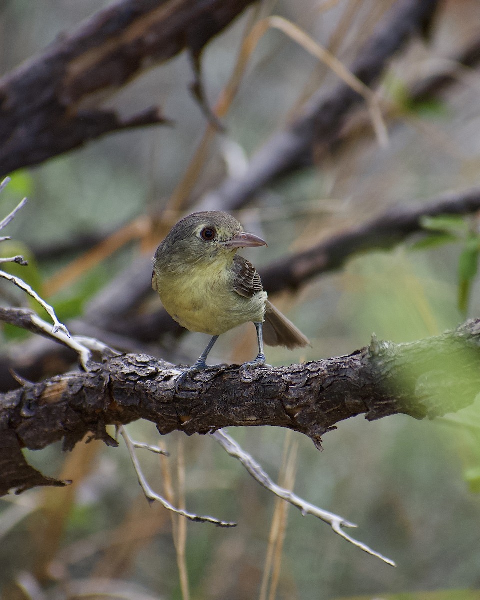 Cuban Vireo - ML637851769