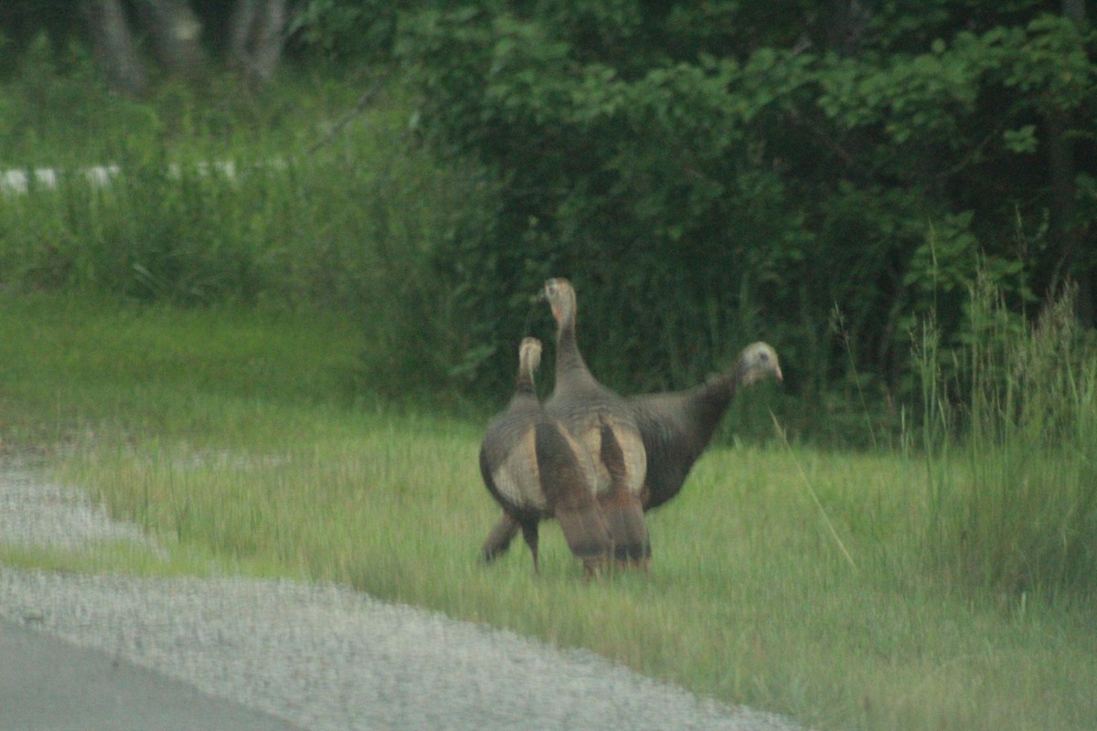 Wild Turkey - ML637851775