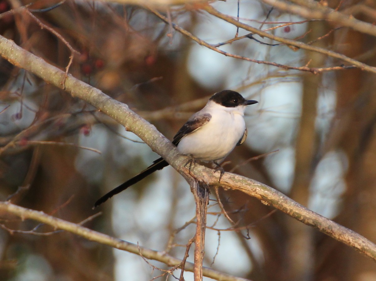 Fork-tailed Flycatcher - ML637851776