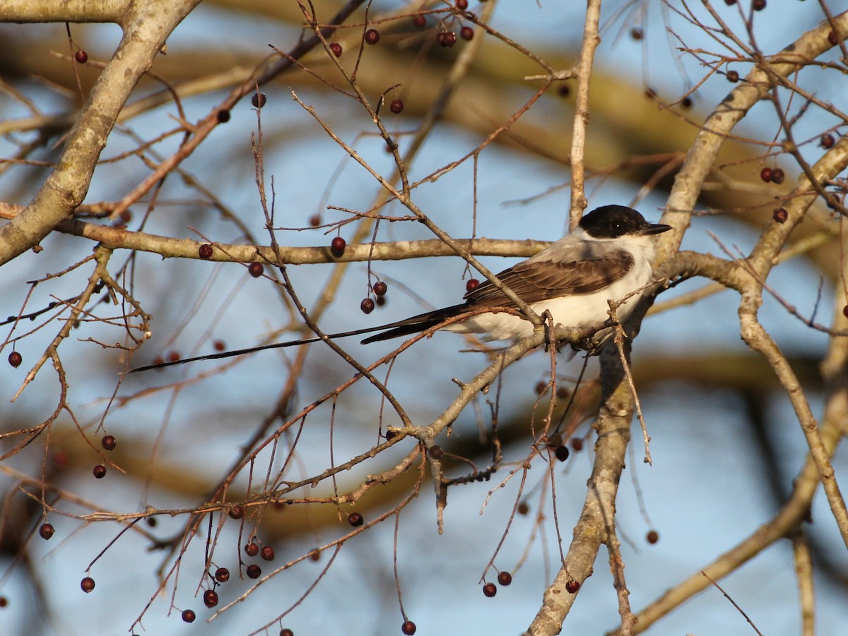 Fork-tailed Flycatcher - ML637851777