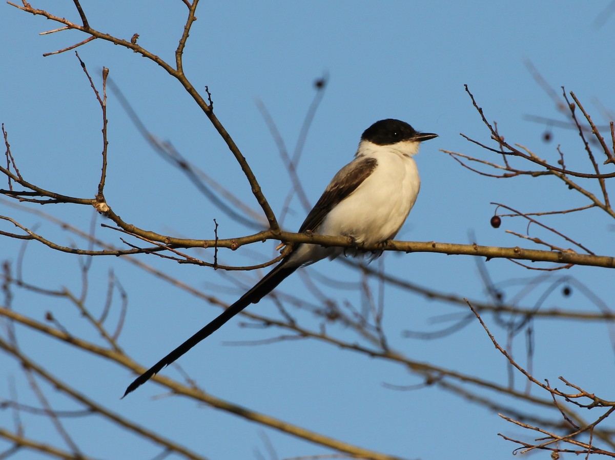 Fork-tailed Flycatcher - ML637851778