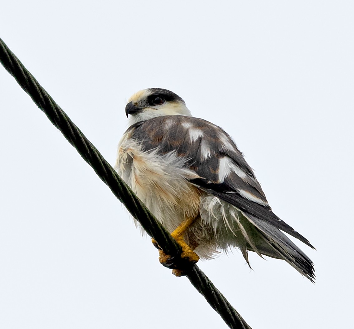 Pearl Kite - ML637851789