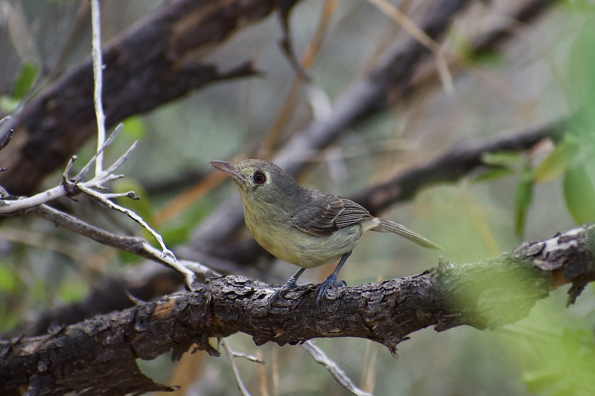 Cuban Vireo - ML637851793
