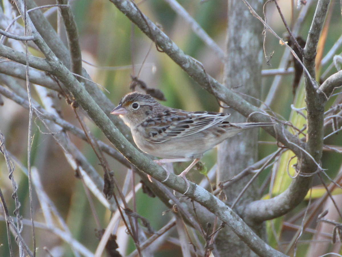 Grasshopper Sparrow - ML637851795