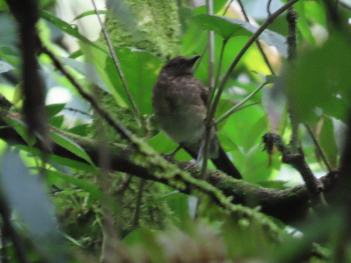 Pale-vented Thrush - ML637851799