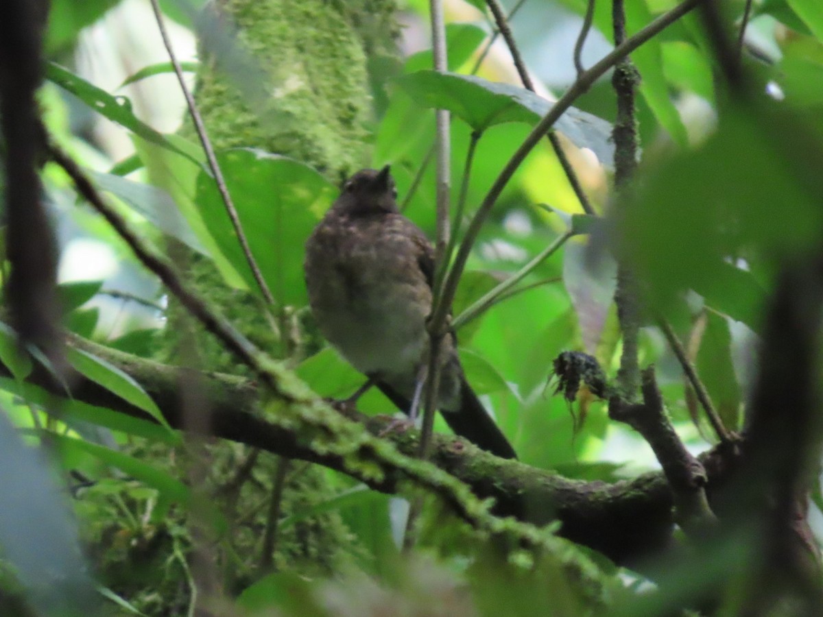 Pale-vented Thrush - ML637851800