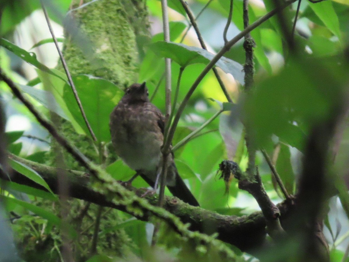 Pale-vented Thrush - ML637851801