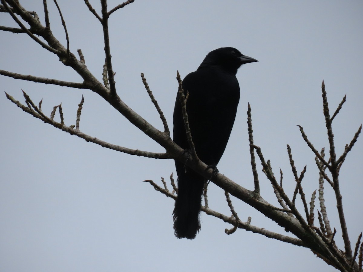 Melodious Blackbird - ML637851860
