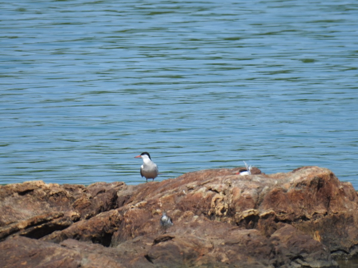 Common Tern - ML637851877