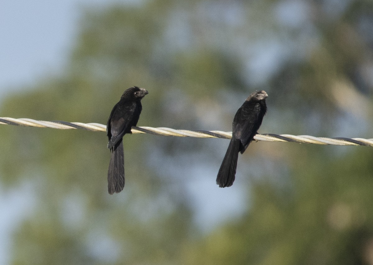 Smooth-billed Ani - ML637851921