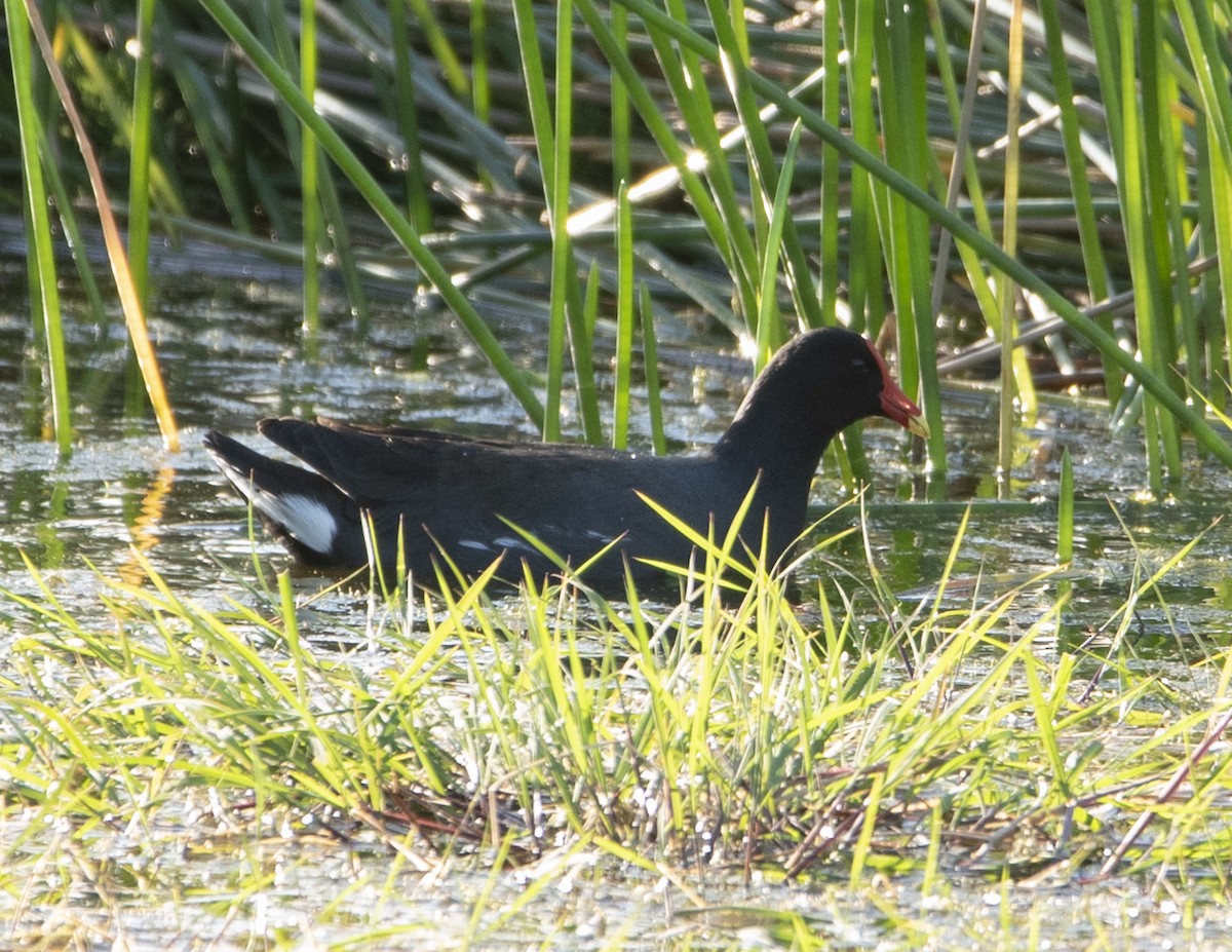 Common Gallinule - ML637851933