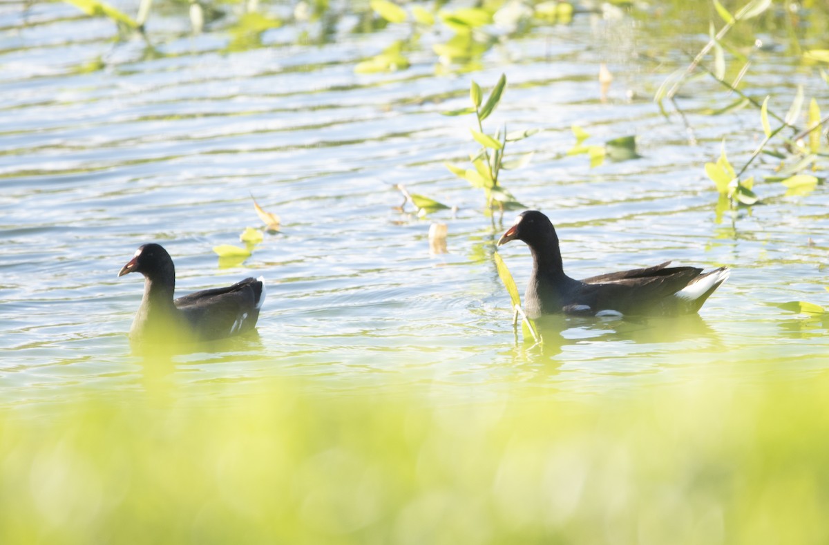 Common Gallinule - ML637851935