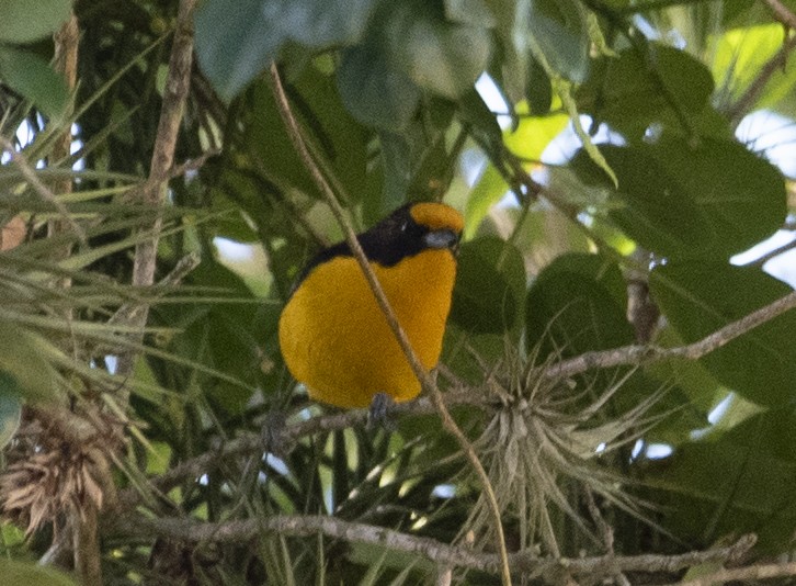 Violaceous Euphonia - ML637851947
