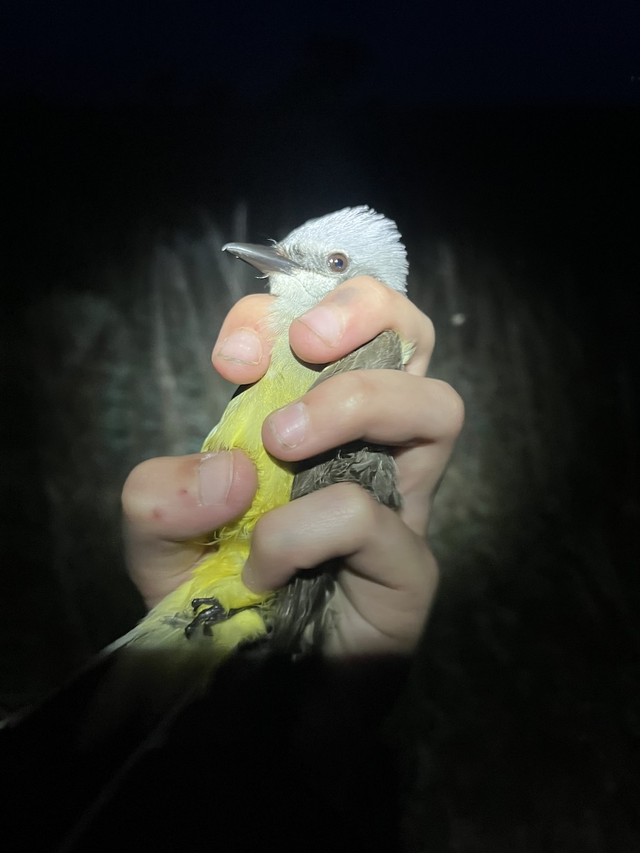 Western Kingbird - ML637851949