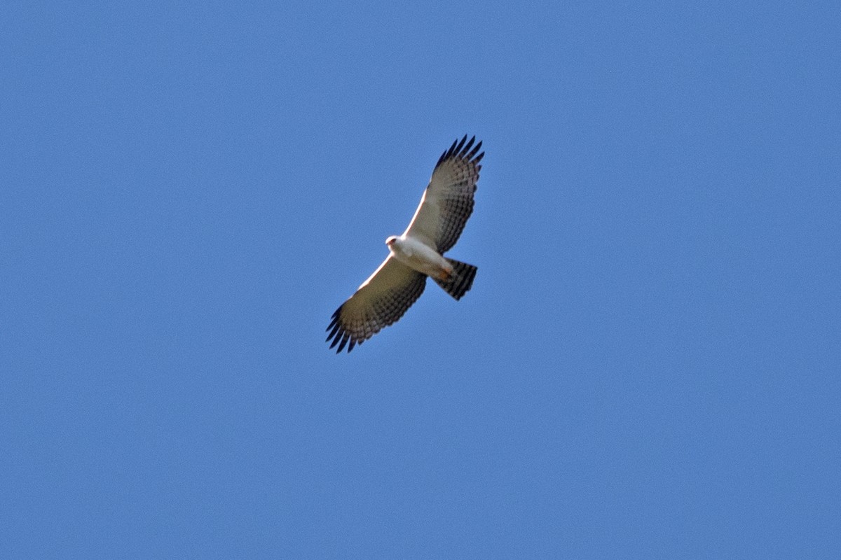 Black-and-white Hawk-Eagle - ML637851990