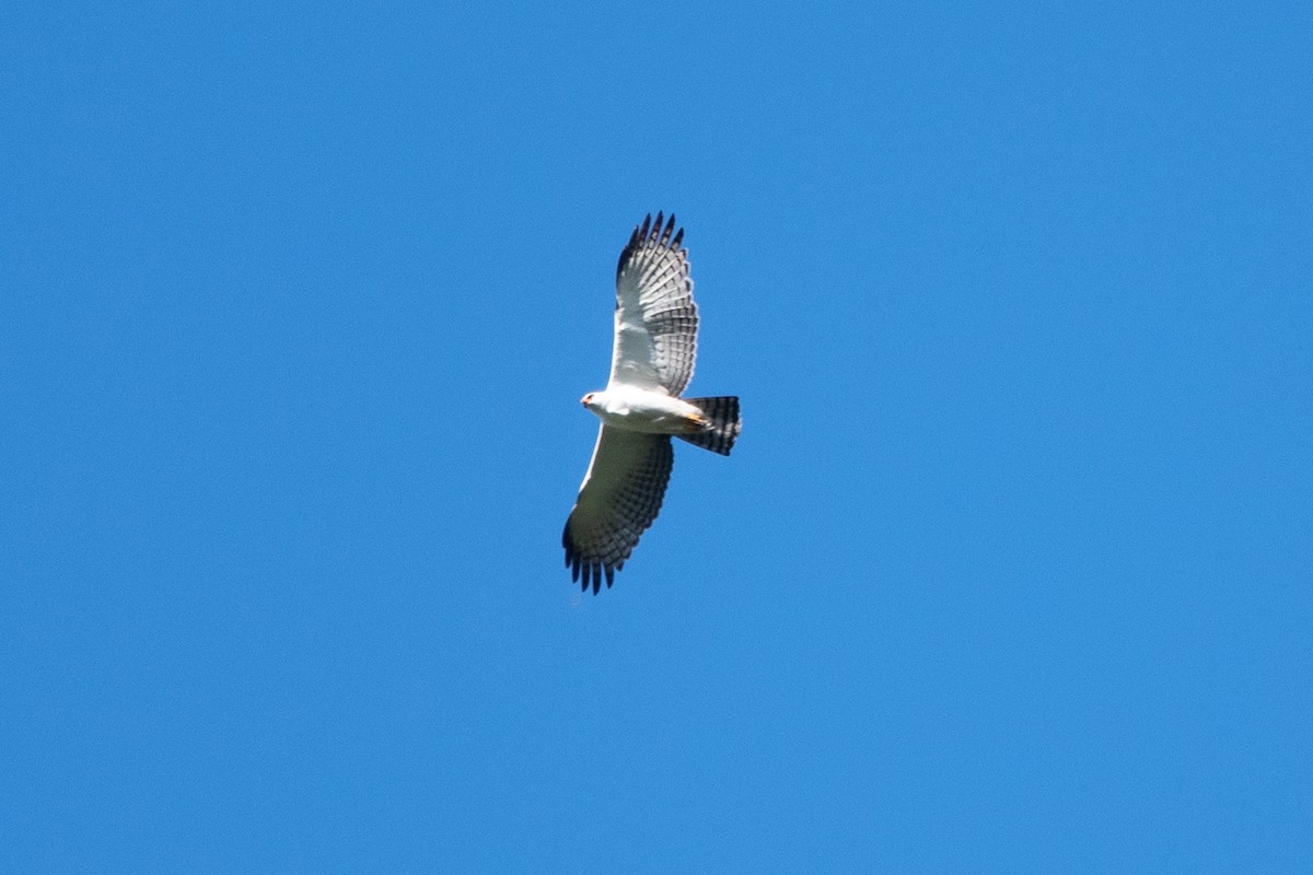 Black-and-white Hawk-Eagle - ML637851993