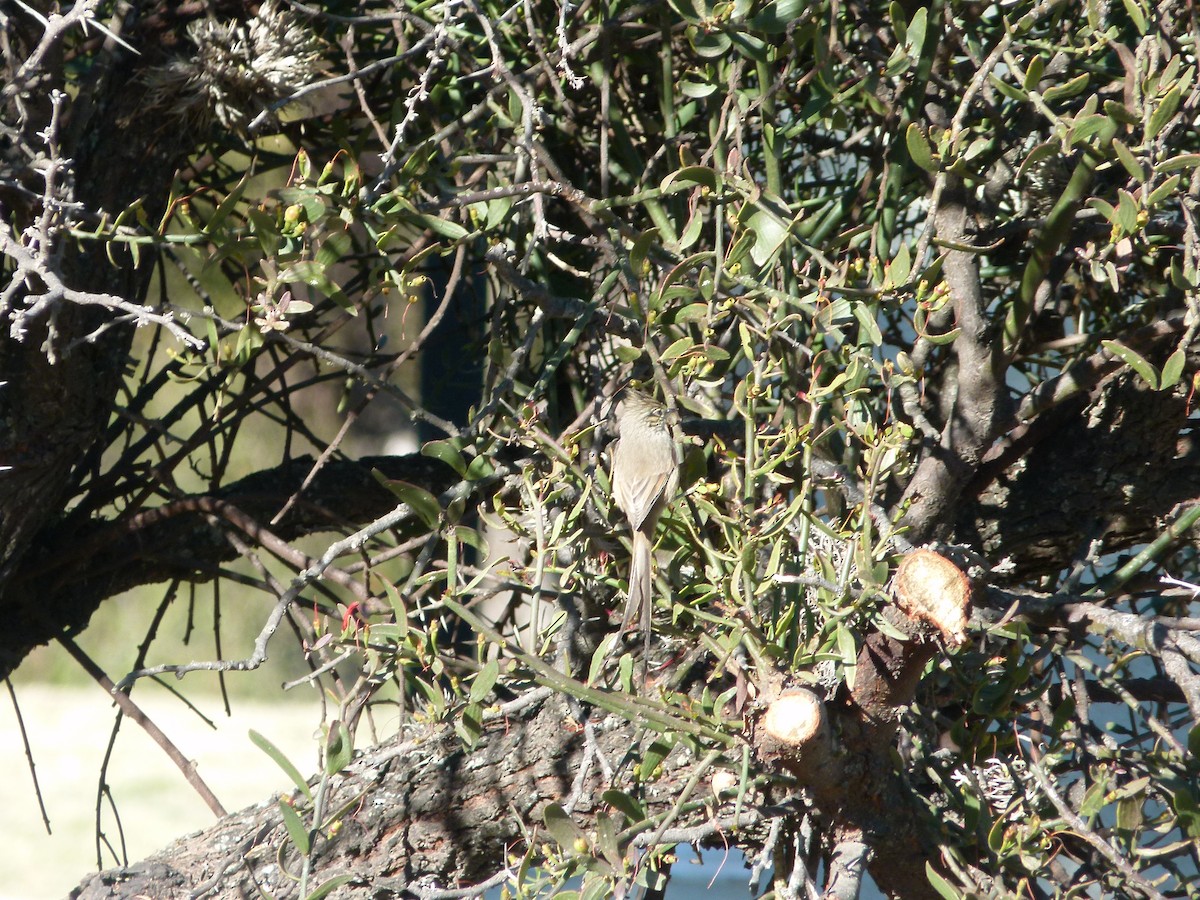 Tufted Tit-Spinetail - ML637852016