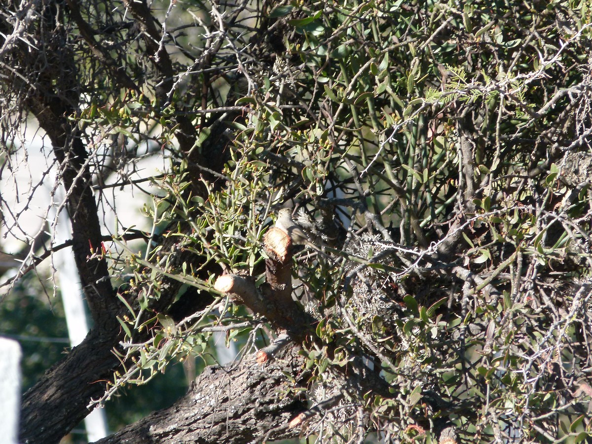Tufted Tit-Spinetail - ML637852017