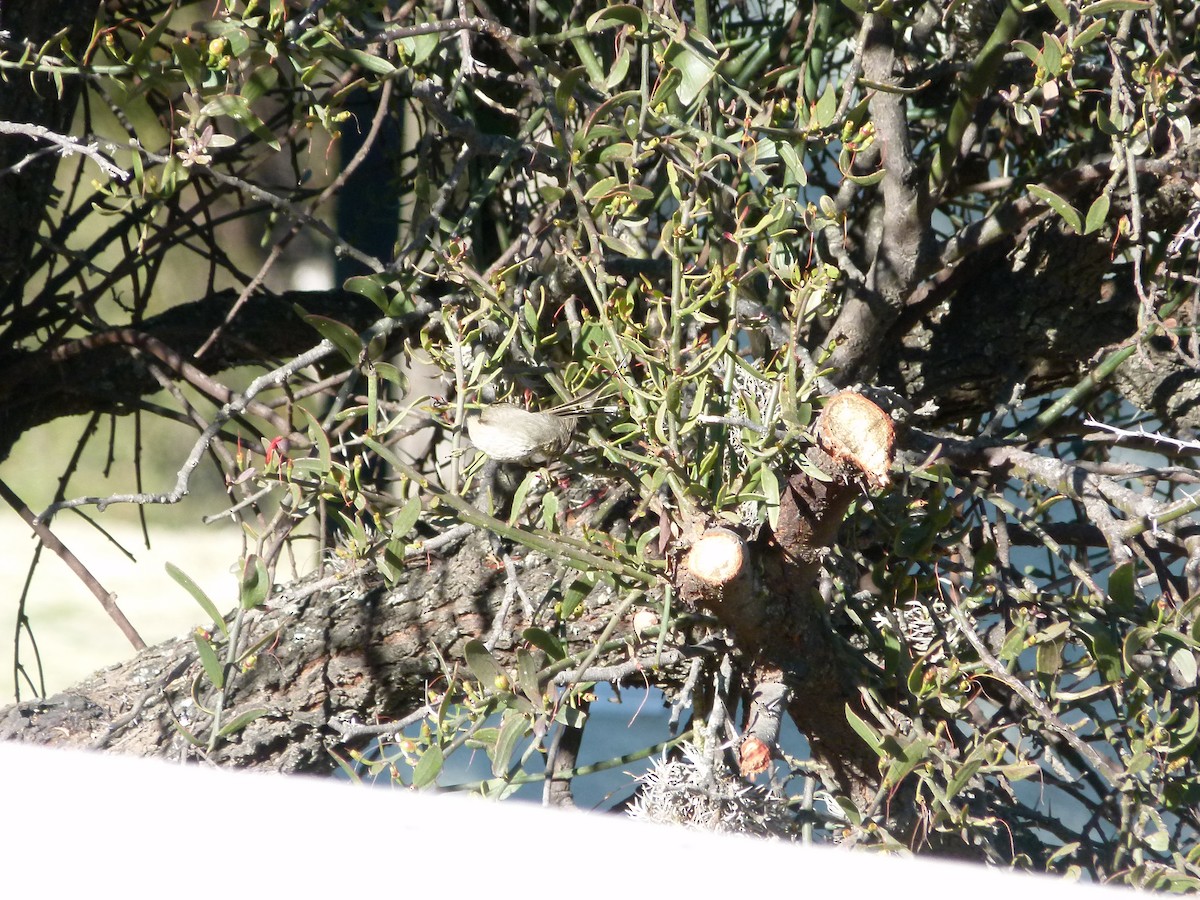 Tufted Tit-Spinetail - ML637852020