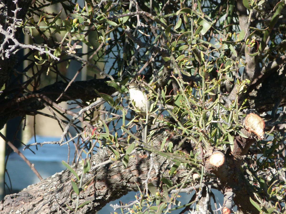 Tufted Tit-Spinetail - ML637852021