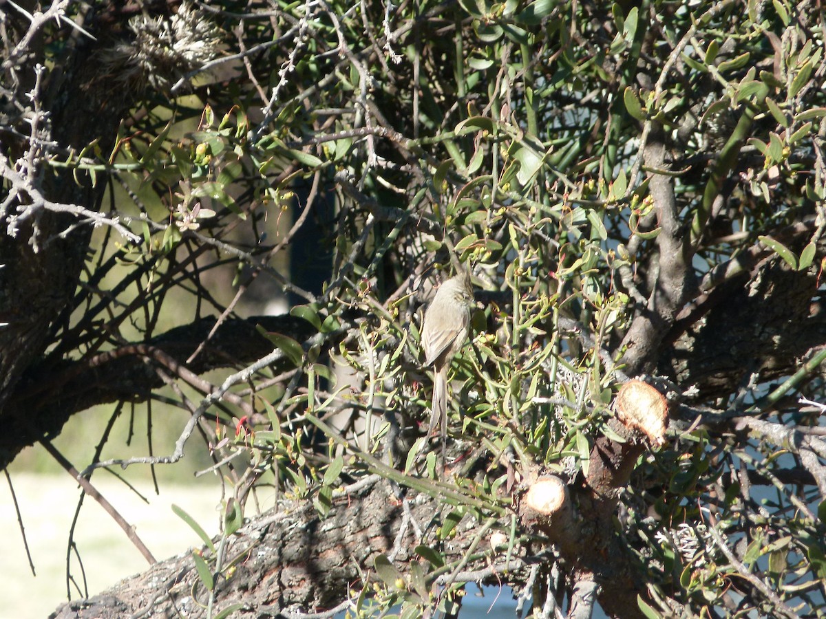 Tufted Tit-Spinetail - ML637852023