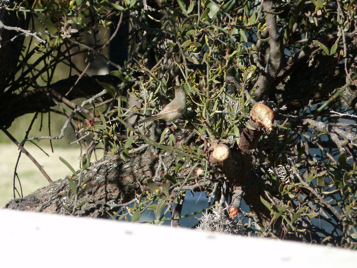 Tufted Tit-Spinetail - ML637852024