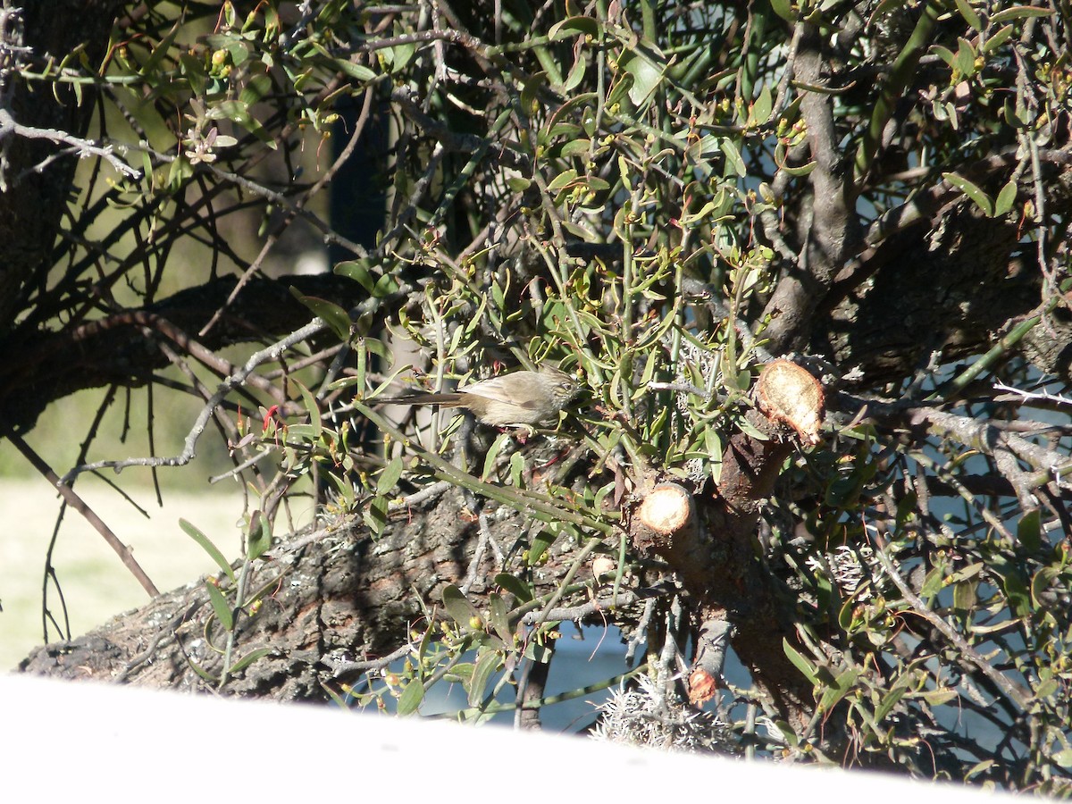 Tufted Tit-Spinetail - ML637852025
