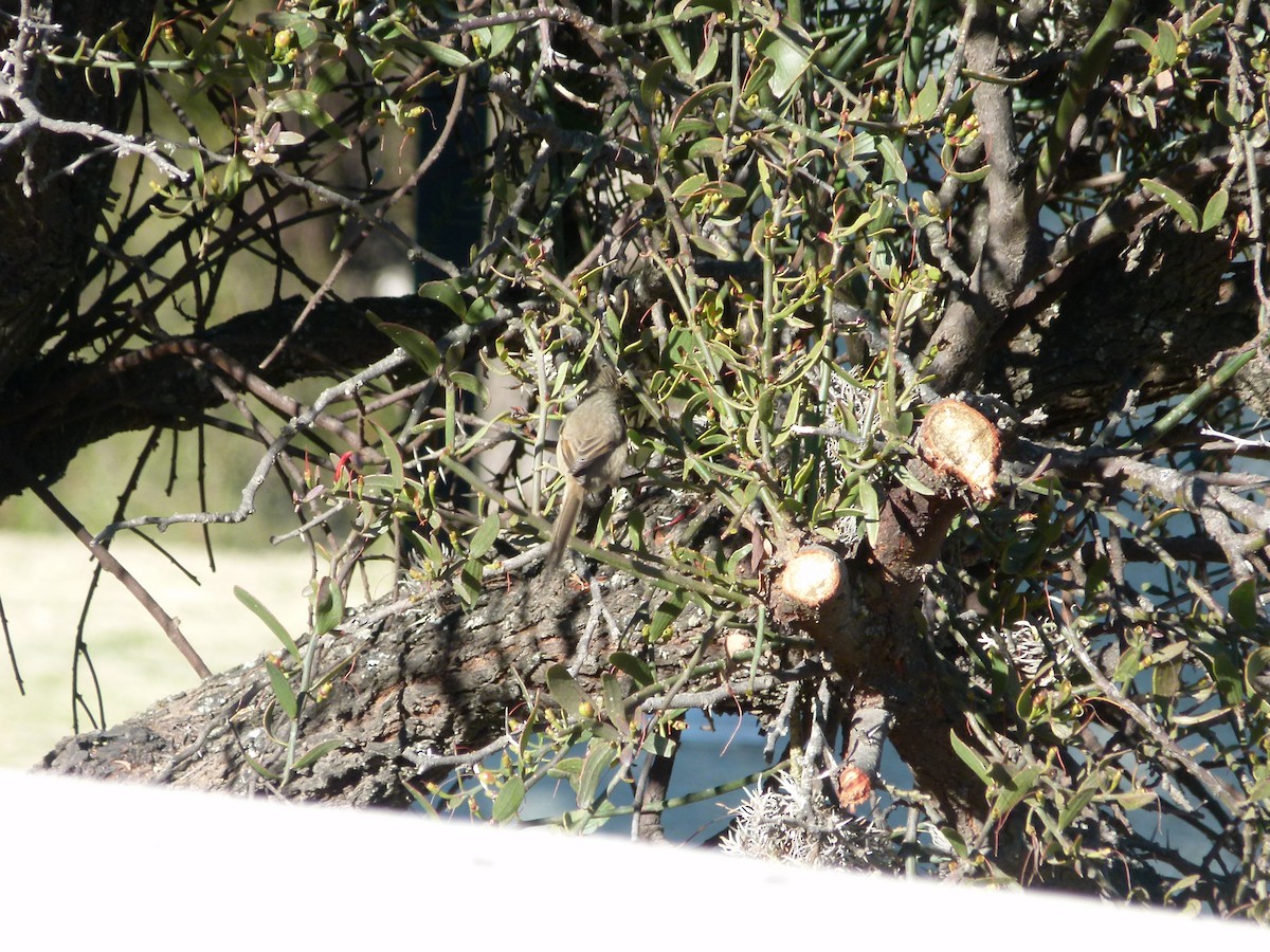 Tufted Tit-Spinetail - ML637852027