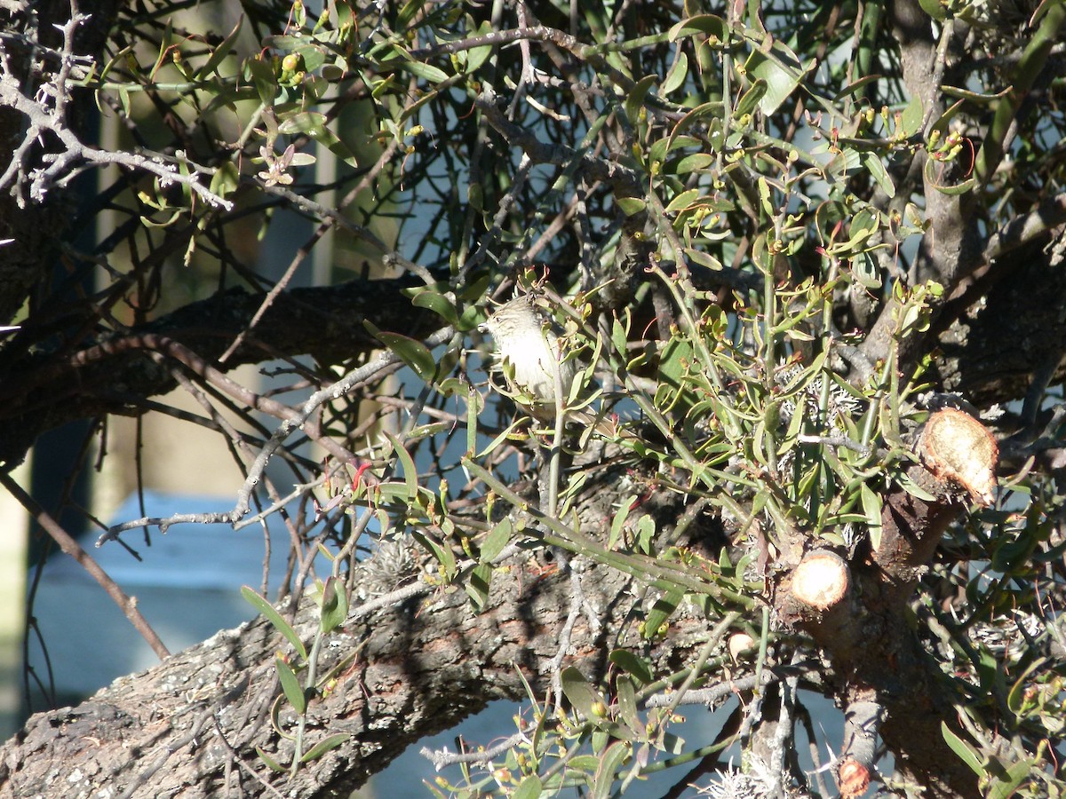 Tufted Tit-Spinetail - ML637852030