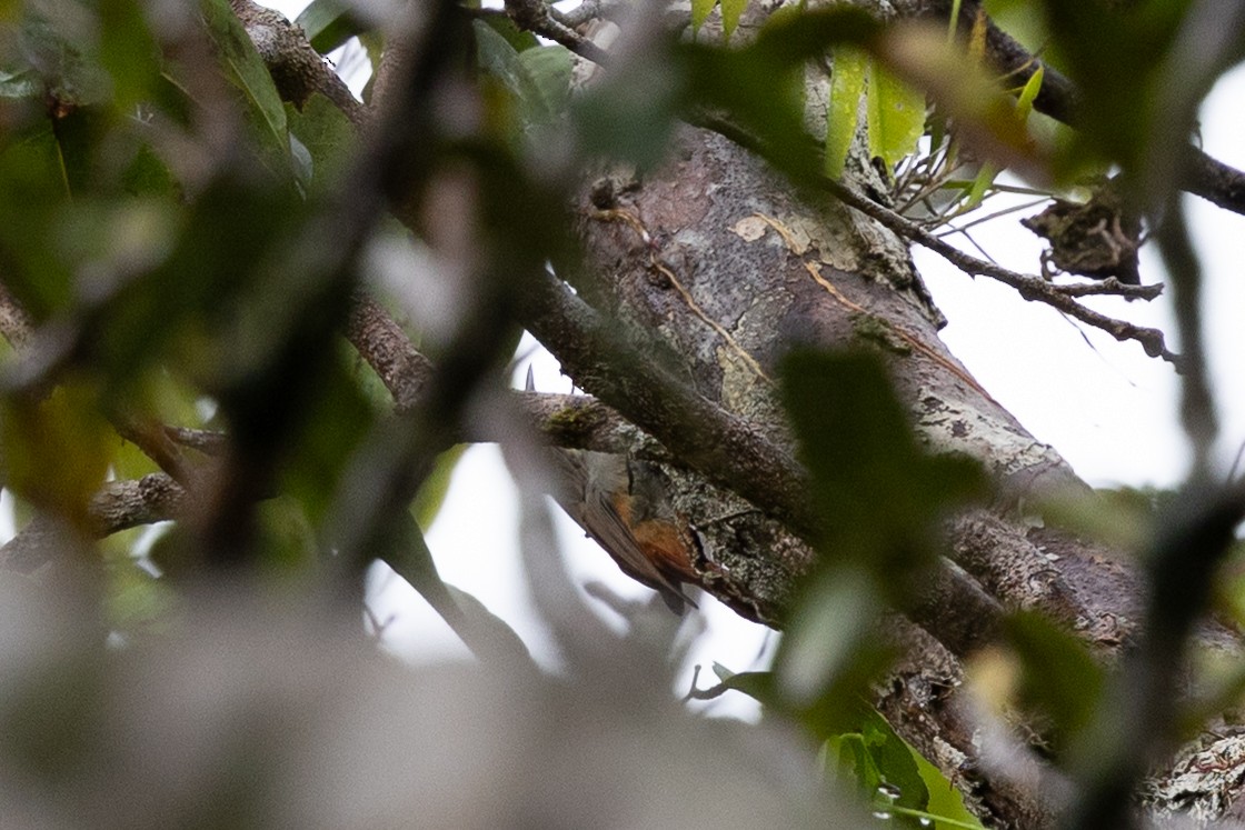 Olivaceous Woodcreeper (Amazonian) - ML637852042