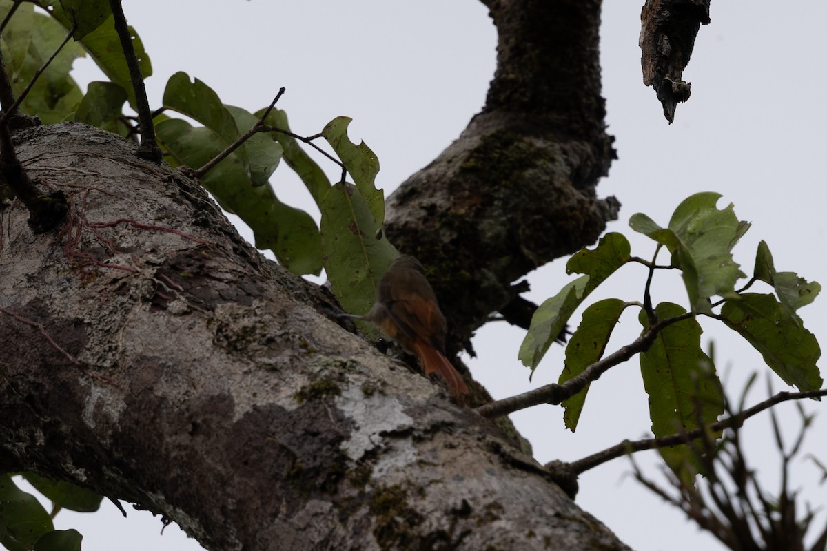 Olivaceous Woodcreeper (Amazonian) - ML637852043