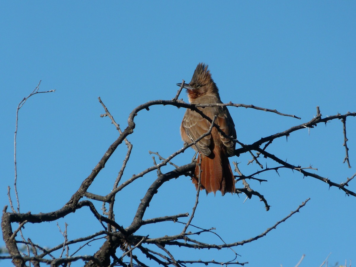 Brown Cacholote - ML637852048