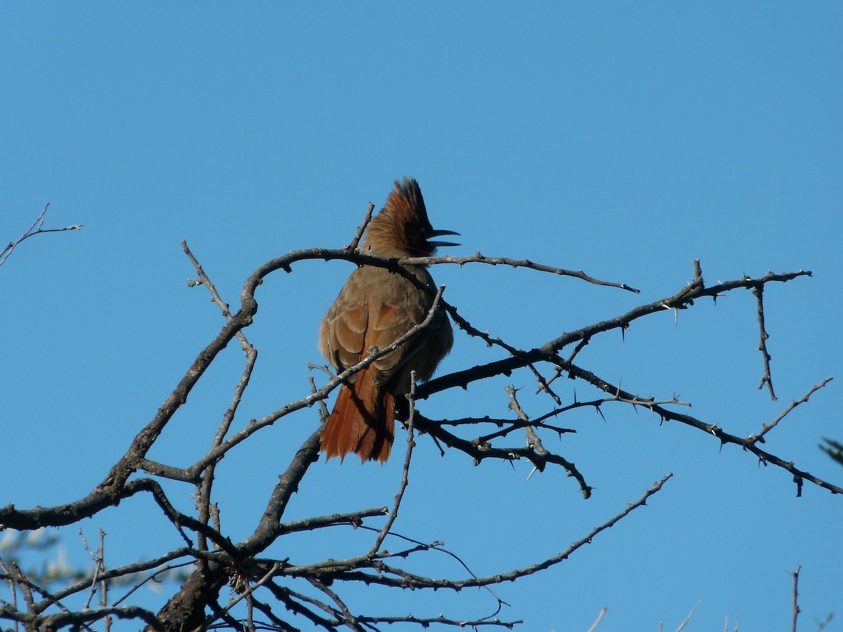 Brown Cacholote - ML637852049