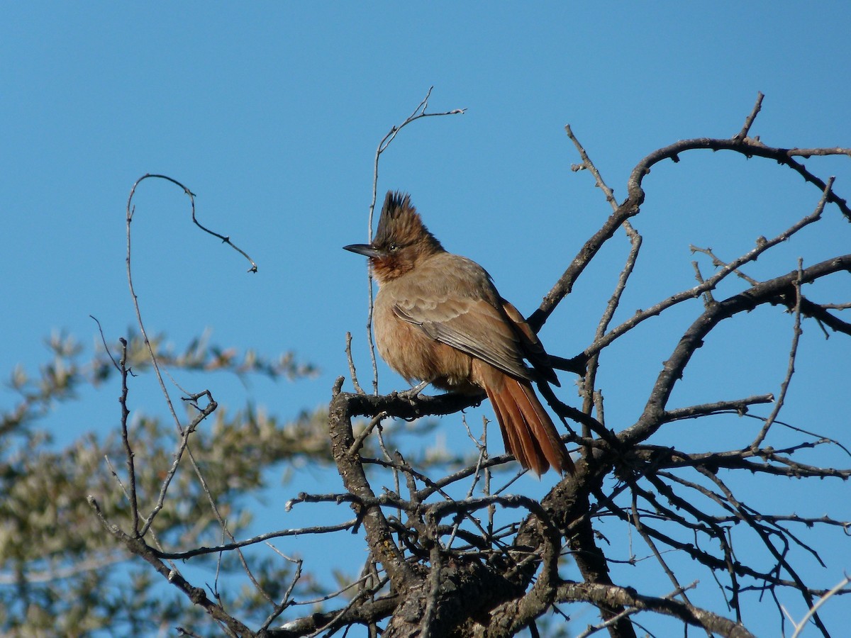Brown Cacholote - ML637852051
