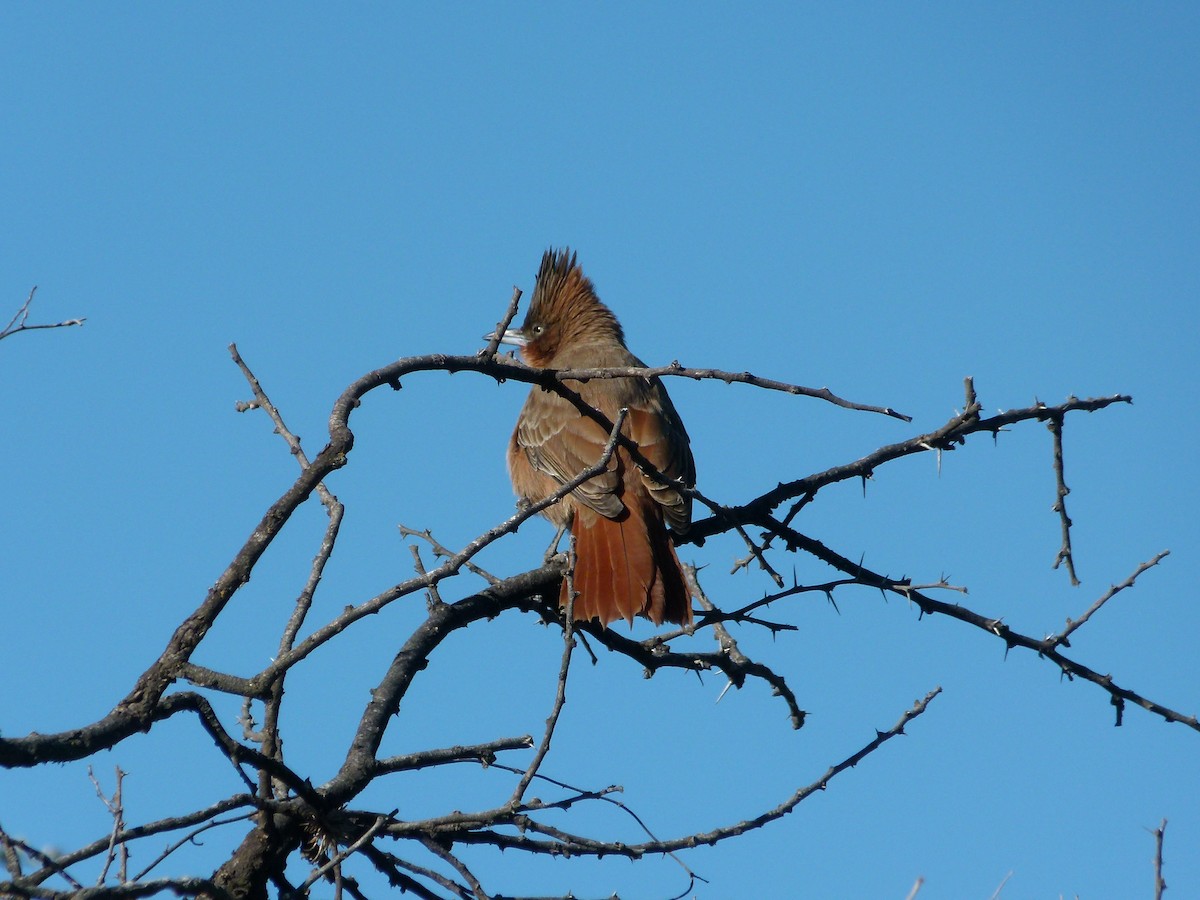 Brown Cacholote - ML637852054