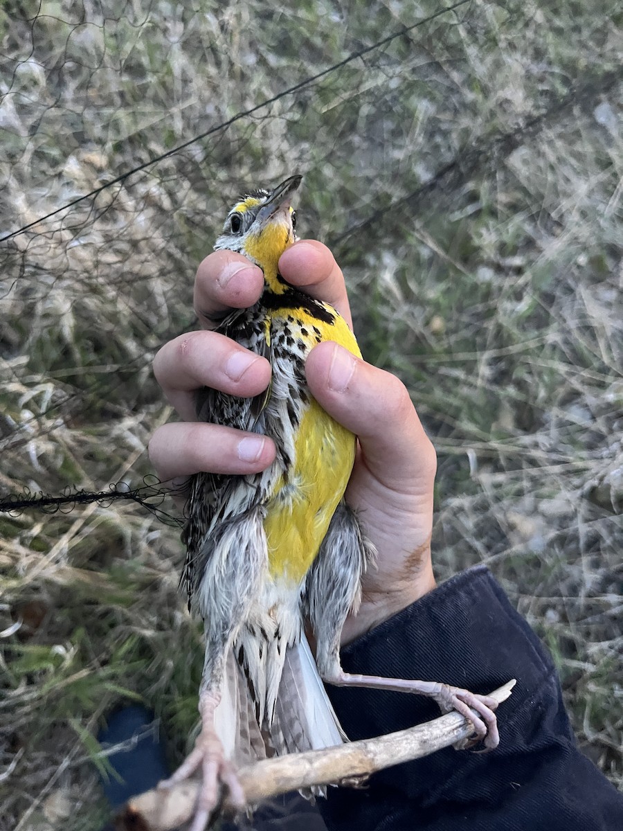 Western Meadowlark - ML637852063