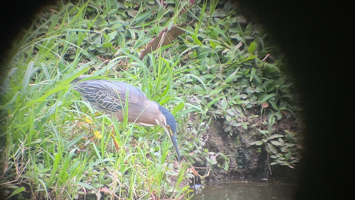 Striated Heron - ML637852159