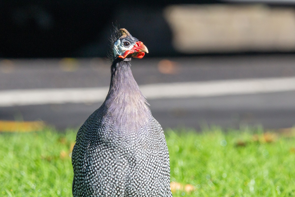 Helmeted Guineafowl (Domestic type) - ML637852193